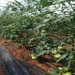 Serada Ve Açık Arazi Domates Yetiştiriciliği Yöntemleri