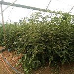 Serada Ve Açık Arazi Domates Yetiştiriciliği Yöntemleri