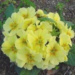 Baharotu Çayı Faydaları Ve Zararları Nelerdir?