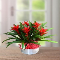 Guzmanya (Kırmızı Yıldız) Çiçeği