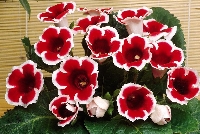 Gloksinya (Sinningia, Bardak Menekşesi) Gloksinya (Sinningia, Bardak Menekşesi)