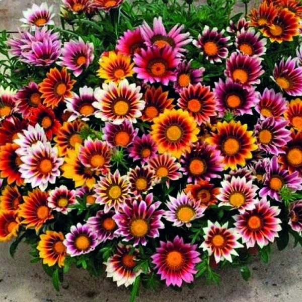 Gazanya (Koyungözü) Çiçeği