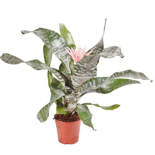 Eşmeya (Kupa Çiçeği)