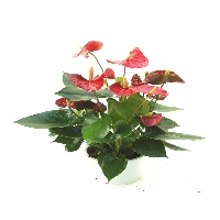 Anthurium Scherzerianum Çiçeği