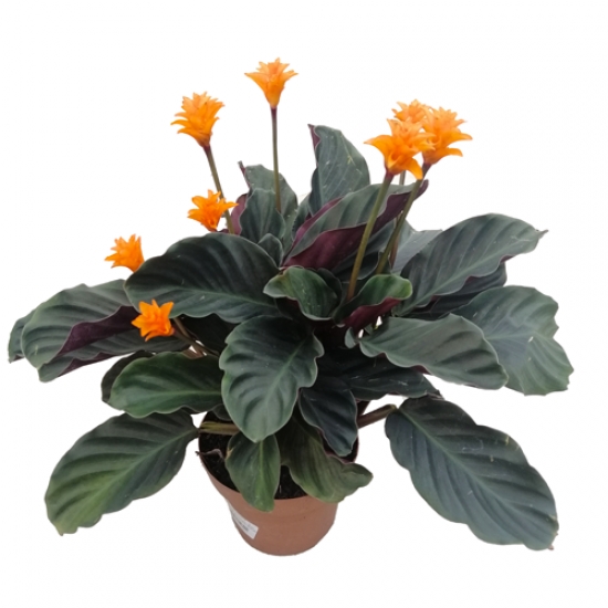 Calathea Crocata Çiçeği