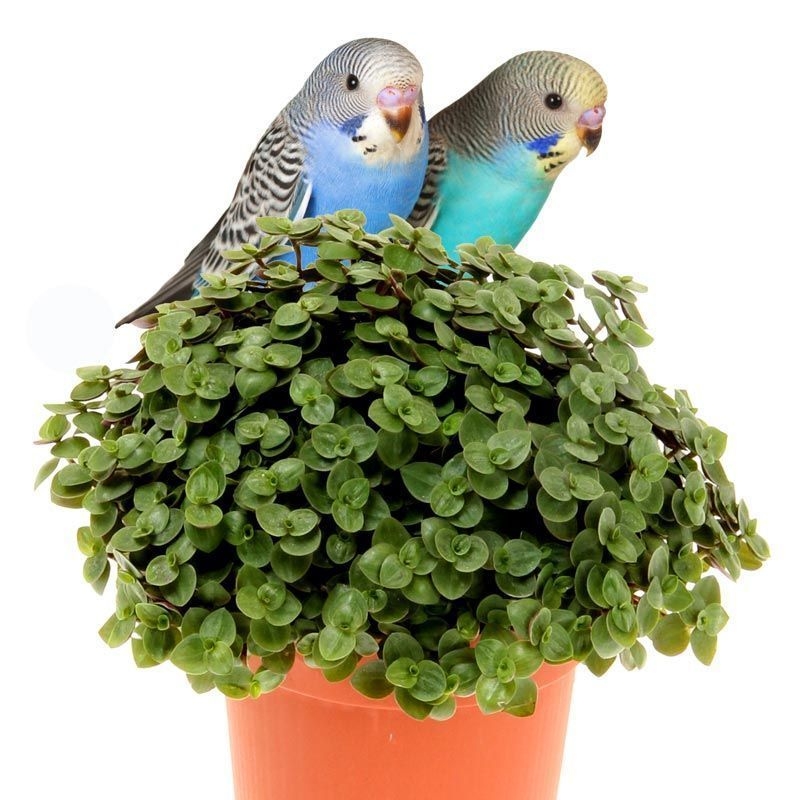 Callisia Elegans Repens Çiçeği Callisia Elegans Repens Çiçeği