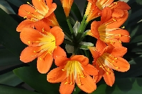 Clivia Miniata Çiçeği