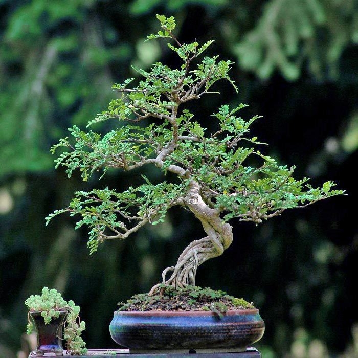 Bonsai Ağacı