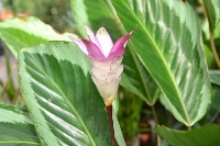 Curcuma Alismatifolia Çiçeği