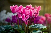 Cyclamen Çiçeği Cyclamen Çiçeği