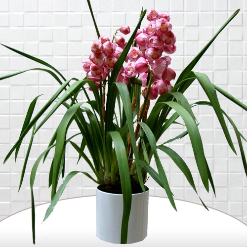 Cymbidium Çiçeği Cymbidium Çiçeği
