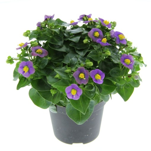 Exacum Çiçeği Nedir? Bakımı Ve Özellikleri Hakkında Bilgiler