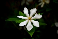 Gardenia Jasminoides (Gardenya) Çiçeği Nedir? Bakımı Ve Özellikleri