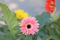 Gerbera Çiçeği Nedir? Özellikleri, Bakımı Ve Kullanım Alanları
