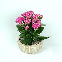 Kalanchoe Blossfeldiana Çiçeği