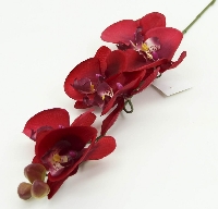 Orkide Çiçeği Orkide Çiçeği