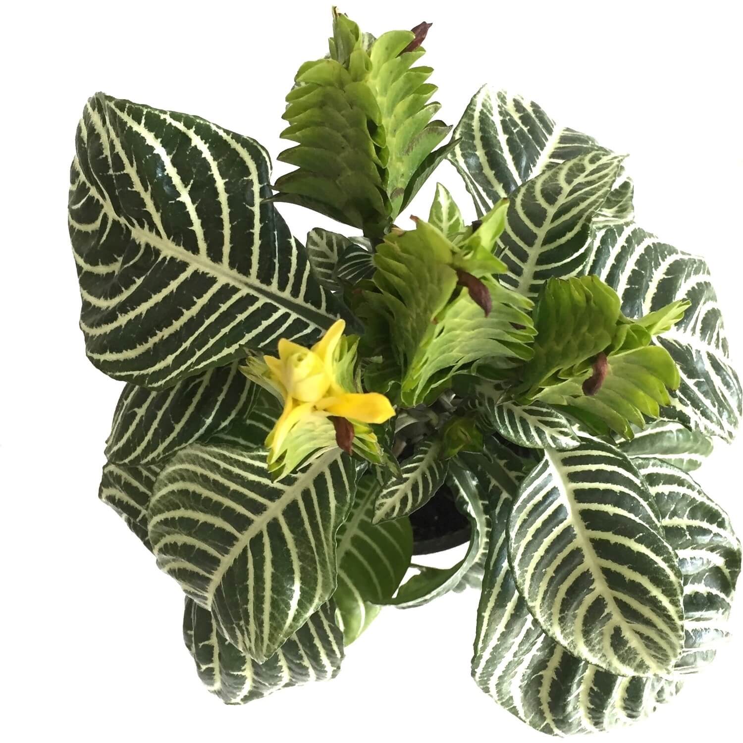 Aphelandra Squarrosa Çiçeği