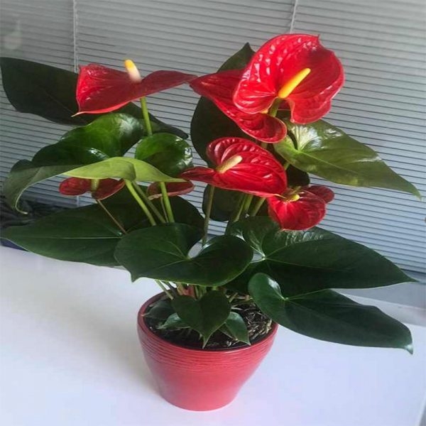 Anthurium Arizona Çiçeği
