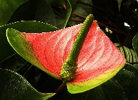 Anthurium Andreanum Çiçeği