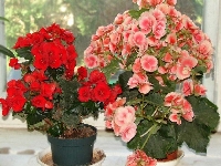 Begonia Elatior Hybrid Çiçeği
