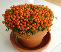 Arapsaçı (Nertera Granadensis) Çiçeği