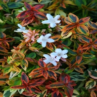 Abelia X Grandiflora (Kaliedoscope) Çiçeği Abelia X Grandiflora (Kaliedoscope) Çiçeği