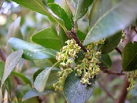 Akçakesme (Phillyrea) Çiçeği Akçakesme (Phillyrea) Çiçeği