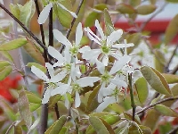 Amelanchier Canadiensis (Amelanchier Lamarckii) Ağacı Amelanchier Canadiensis (Amelanchier Lamarckii) Ağacı