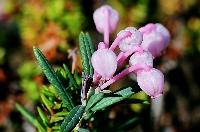Andromeda Polifolia (Blue Ice) Çiçeği Andromeda Polifolia (Blue Ice) Çiçeği