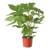 Aralia Japonica (Fatsia Japonica) Bitkisi
