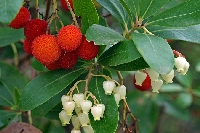 Arbutus Unedo Bitkisi Arbutus Unedo Bitkisi
