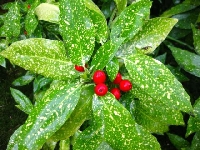 Aucuba Japonica (Variegata) Bitkisi