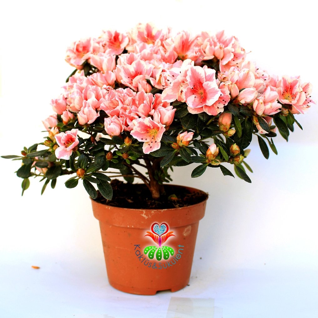 Azalea Japonica Çiçeği Azalea Japonica Çiçeği