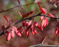 Berberis Julianae Ağacı Berberis Julianae Ağacı