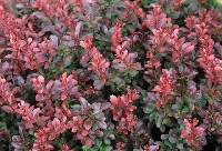 Berberis Thunbergii (Atropurpuea) Çalısı Berberis Thunbergii (Atropurpuea) Çalısı