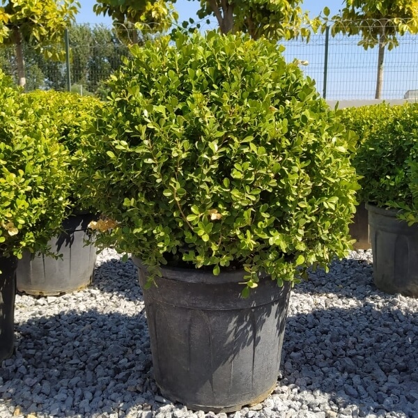 Buxus Sempervirens (Rotundifolia) Ağacı