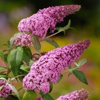 Buddleia Davidii Bitkisi Buddleia Davidii Bitkisi