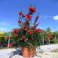 Callistemon Leavis Çiçeği