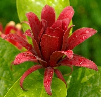 Calycanthus Floridus Çiçeği Calycanthus Floridus Çiçeği