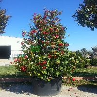 Camelia Japonica Ağacı