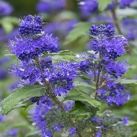 Caryopteris X Clandonensis Bitkisi Caryopteris X Clandonensis Bitkisi