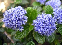 Ceanothus Thyrsiflorus (Repens) Bitkisi
