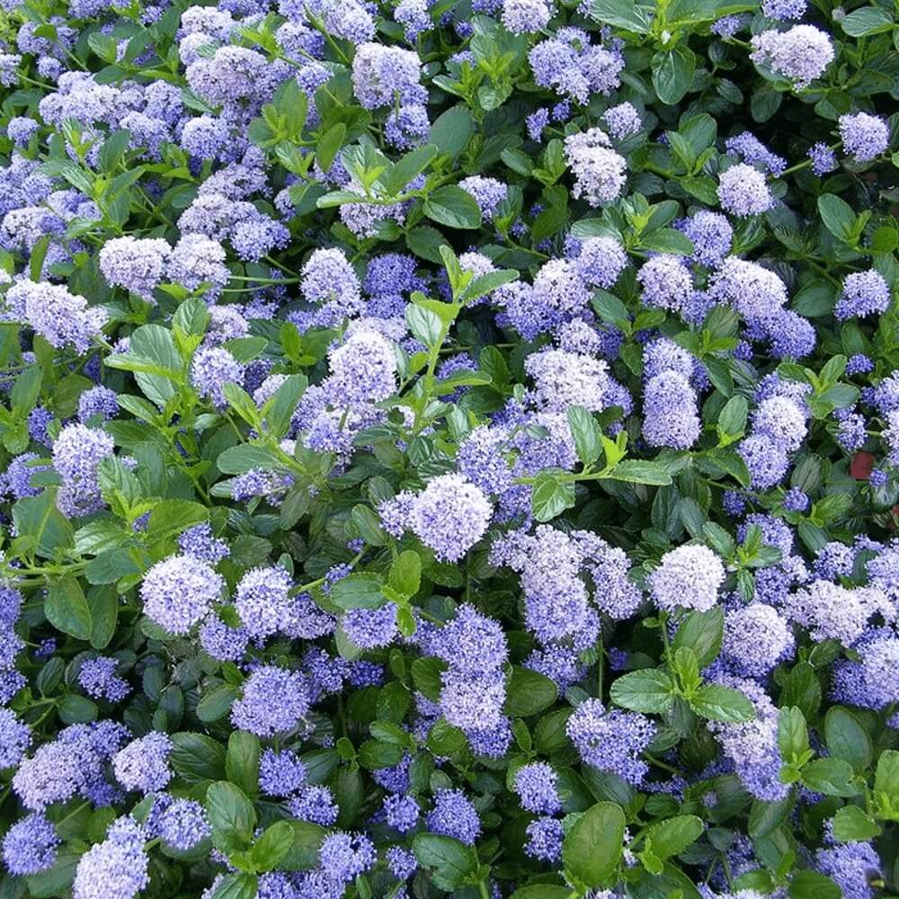 Ceanothus Thyrsiflorus (Victoria) Bitkisi