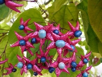 Clerodendron Trichotomum Çiçeği