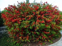 Chaenomeles (Cydonia) Japonica Çiçeği