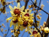 Chimonanthus Praecox Çiçeği
