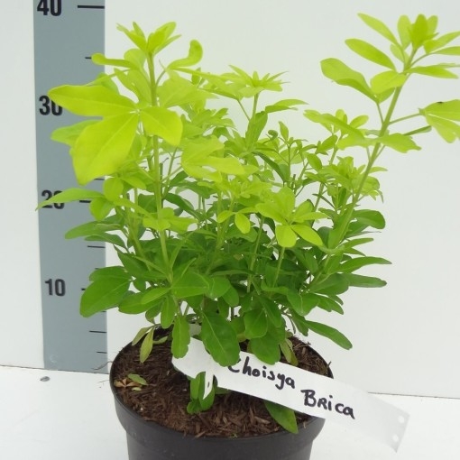 Choisya Ternata Bitkisi