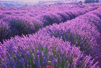 Lavanta Bitkisinin Kullanım Alanları Lavanta Bitkisinin Kullanım Alanları