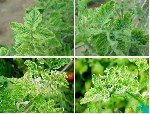 Domates Sarı Yaprak Kıvırcıklık Virüsü (Tomato Yellow Leaf Curl Virus)