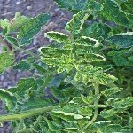 Domates Sarı Yaprak Kıvırcıklık Virüsü (Tomato Yellow Leaf Curl Virus)
